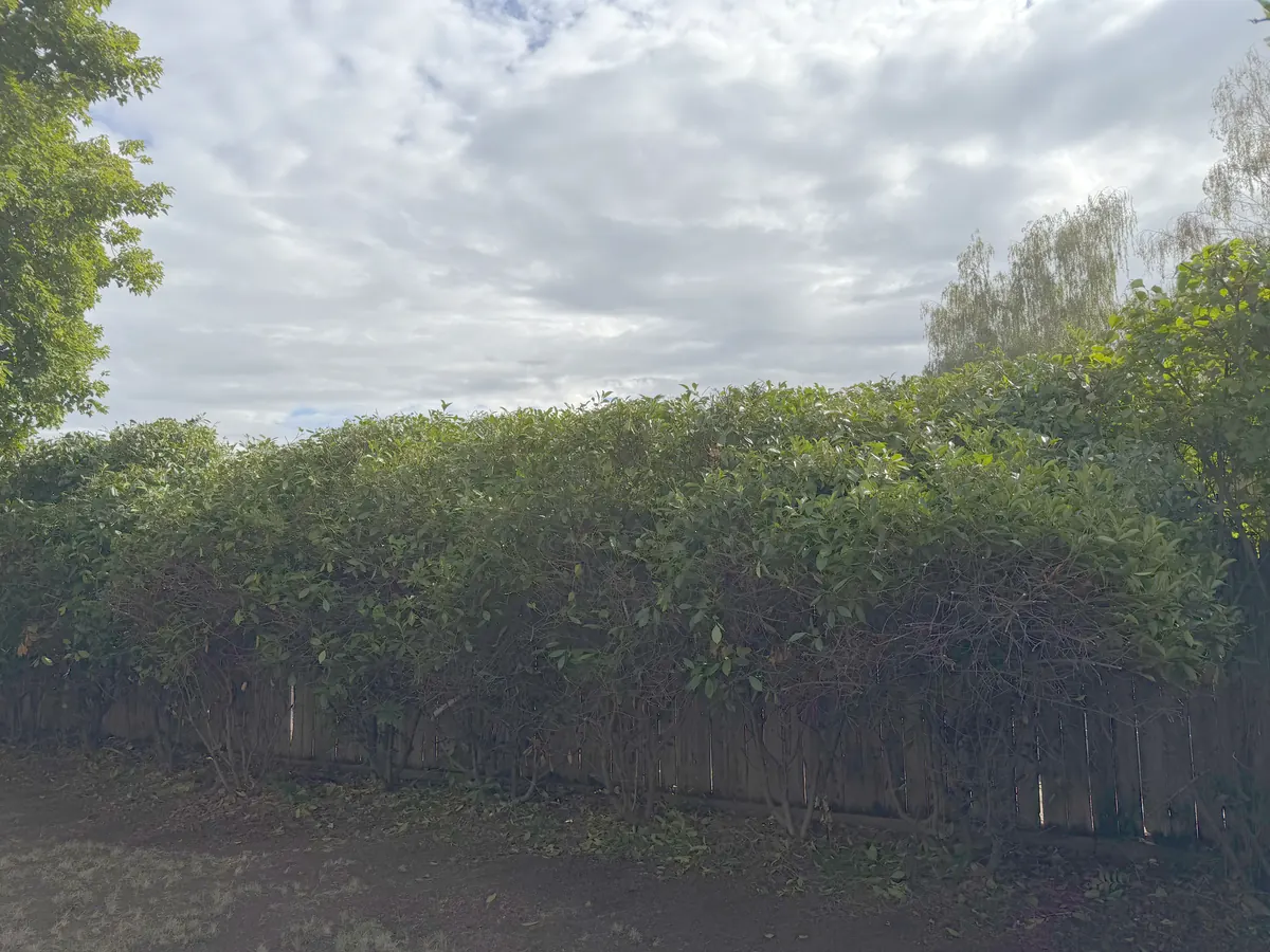 A hedge row cut level across the top and faced back, with the wood fence showing beneath it again, after hedge trimming by Peak Landscaping in Southern Oregon
