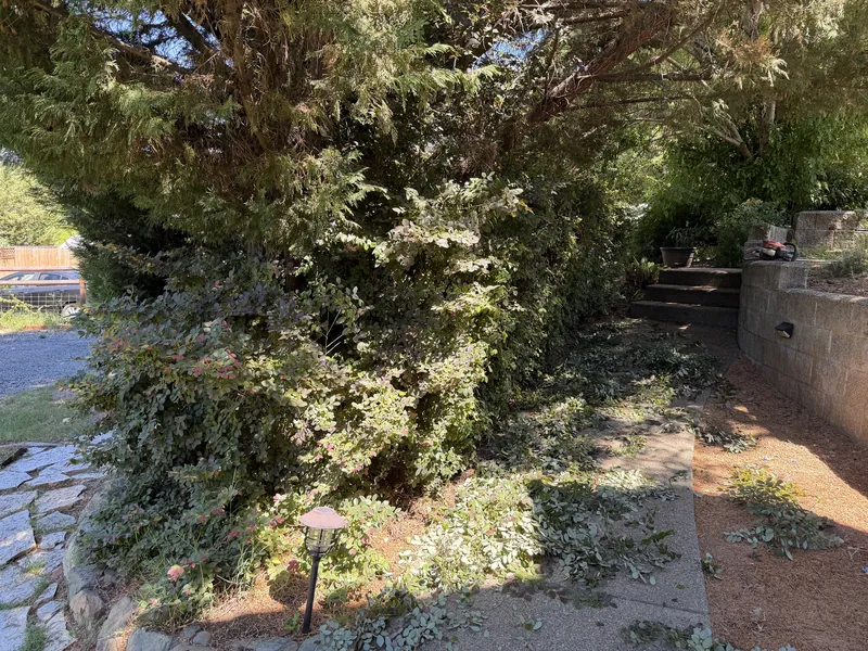 Overgrown shrubs closing in over a walkway beside a block retaining wall before Peak Landscaping trimmed them, Southern Oregon