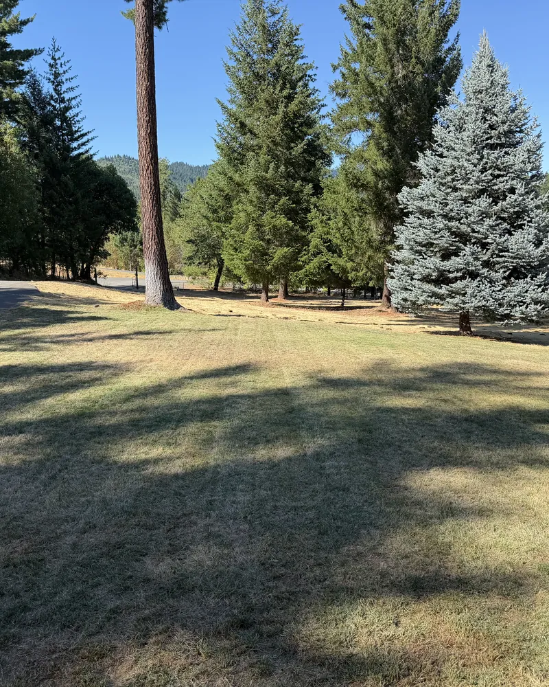 Large rural lawn mowed clean around ponderosa pines and a blue spruce on an acreage property in Southern Oregon