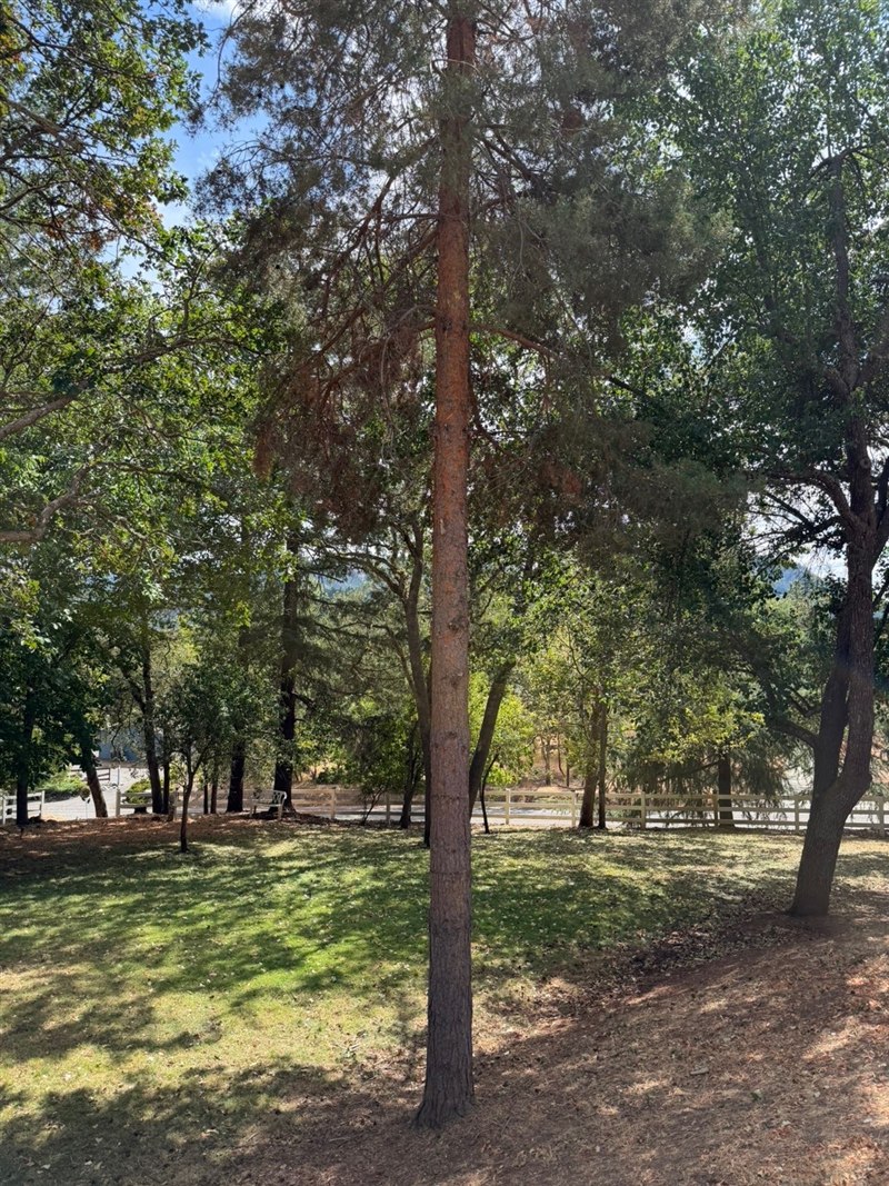 The same pine tree after limb cleanup work on a Southern Oregon property