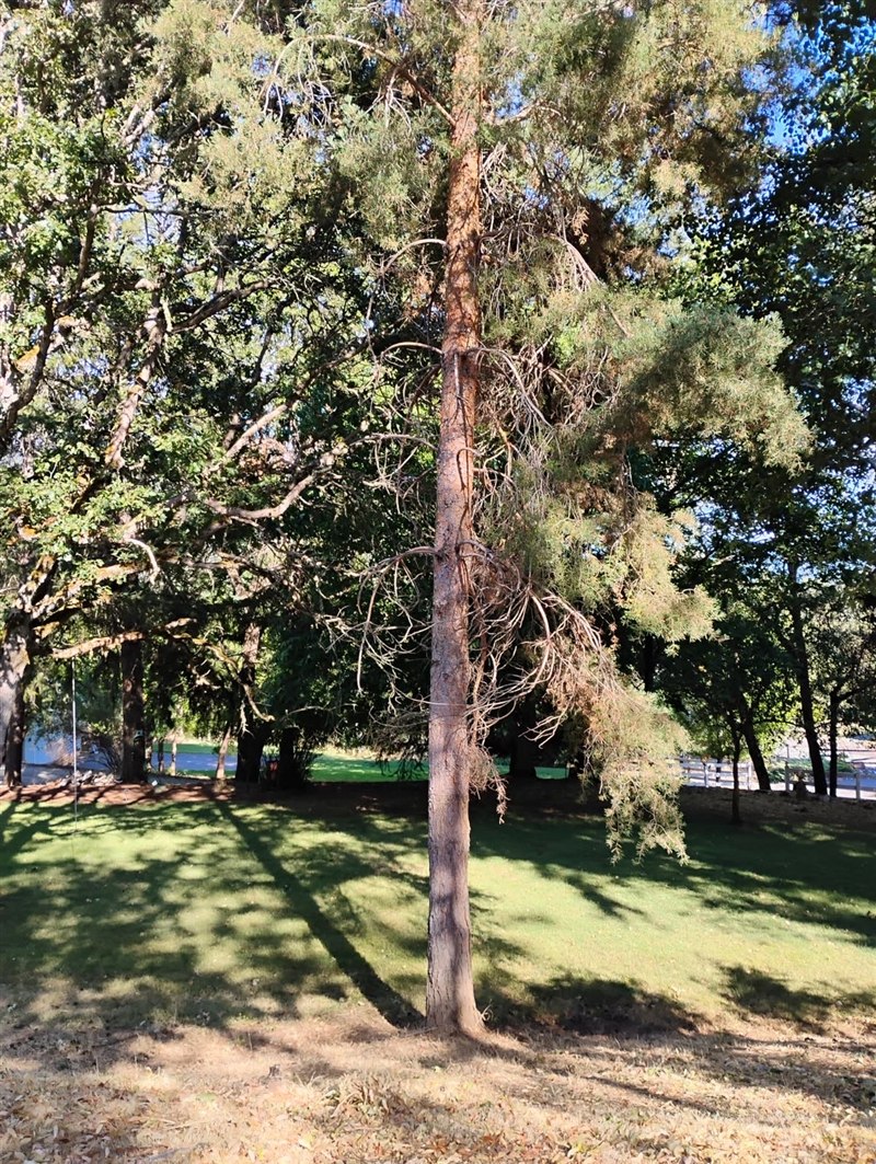 Pine tree on a maintained Southern Oregon lawn before limb cleanup work