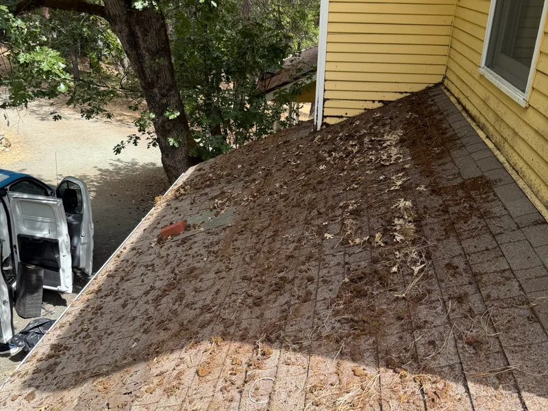 Roof plane and gutter line packed with oak leaves and organic debris from overhanging trees before a Peak roof cleaning in Southern Oregon