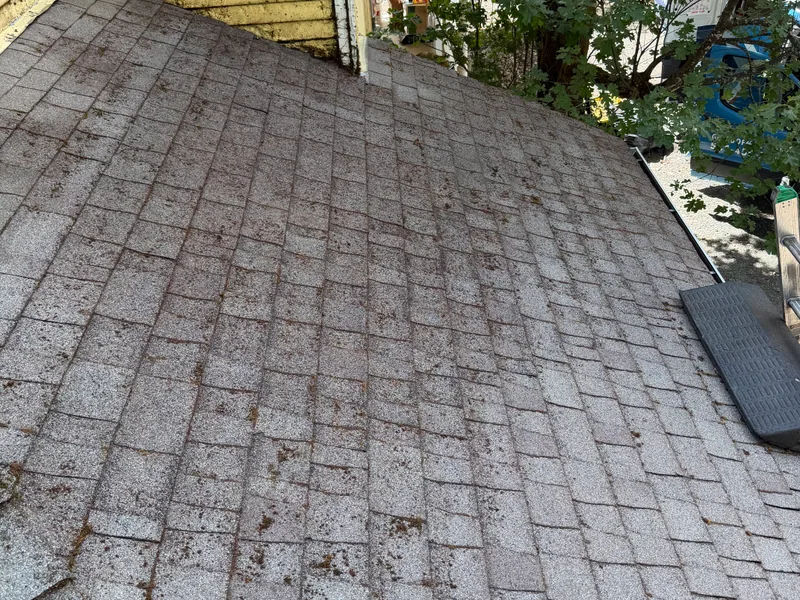 Close-up of the same asphalt shingles stripped clean with the granules showing through after a Peak roof cleaning in Southern Oregon