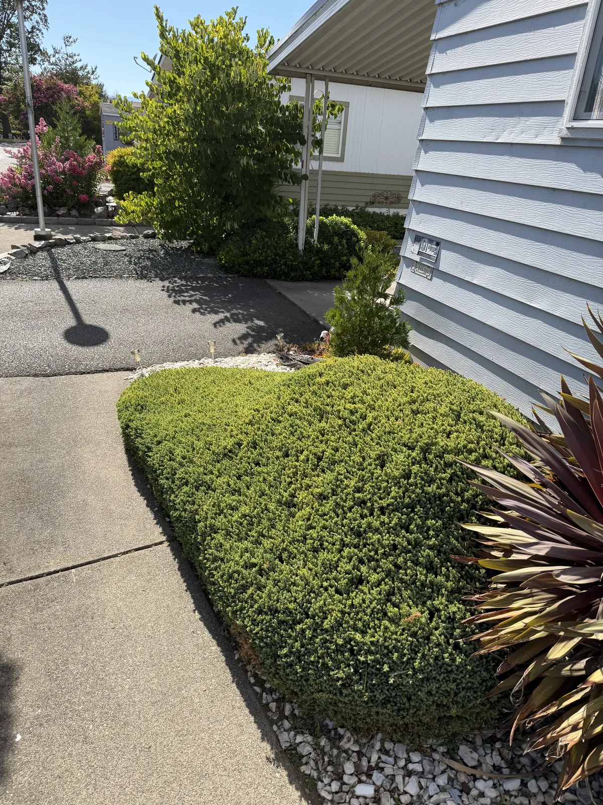The same juniper shaped and cut back clear of the walkway after trimming by Peak Landscaping in Southern Oregon