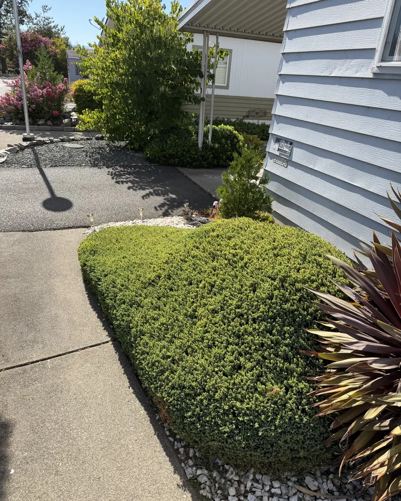 Juniper shaped and cut back clear of a concrete front walkway after trimming by Peak Landscaping in Southern Oregon