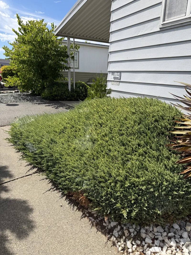 Overgrown juniper spreading out across a concrete front walkway before Peak Landscaping trimmed it back, Southern Oregon