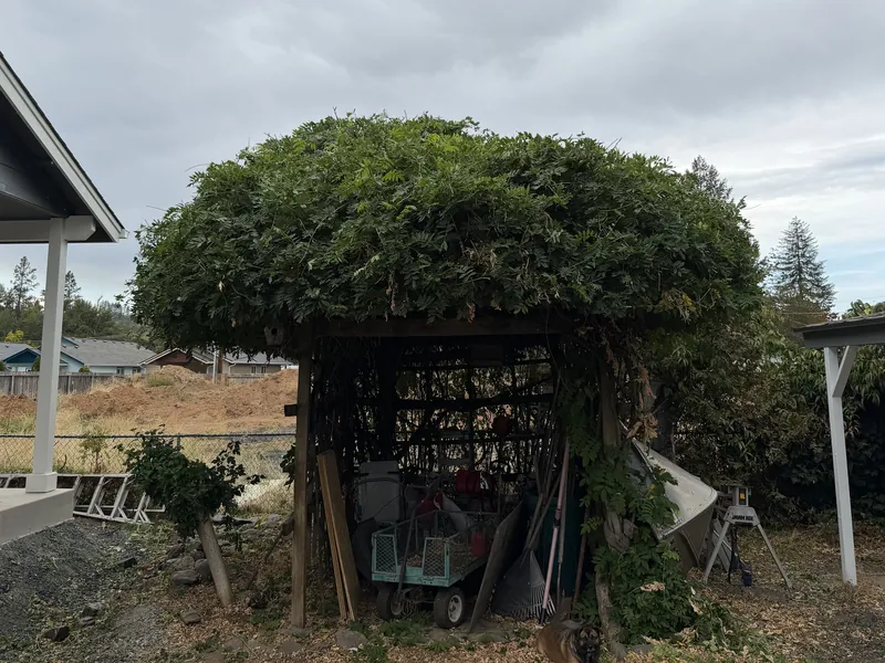 The same wisteria arbor trimmed back into a tight rounded canopy with the stray runners gone and the front of the arbor clear again, after vine trimming by Peak Landscaping in Southern Oregon