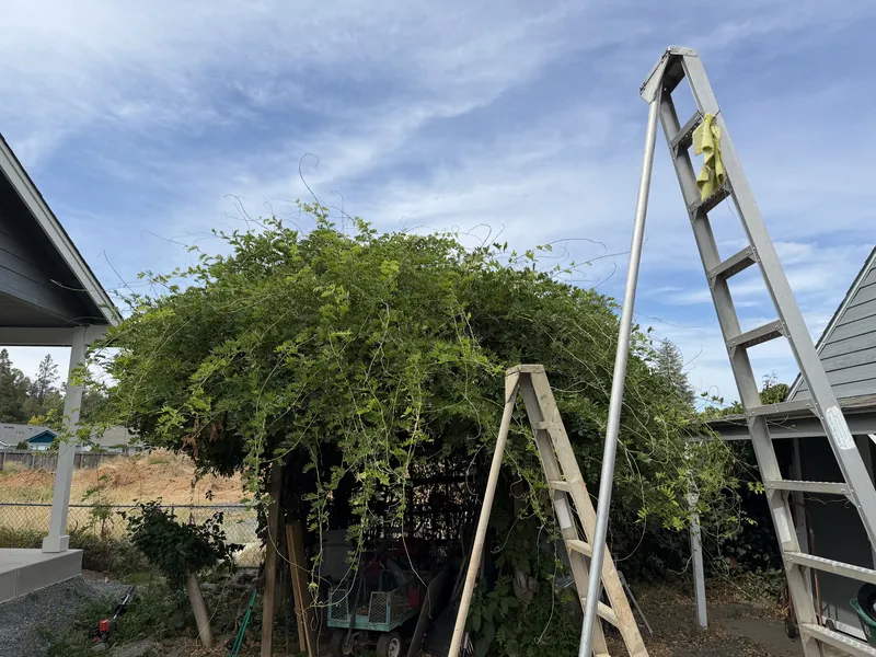 Overgrown wisteria vine swallowing a backyard arbor, with long runners shooting up into the sky and two ladders set against it, before vine trimming by Peak Landscaping in Southern Oregon